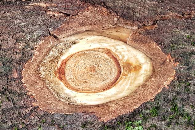 20190714_120629-01goz