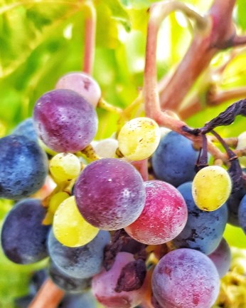 IMG_20191213_184618_996